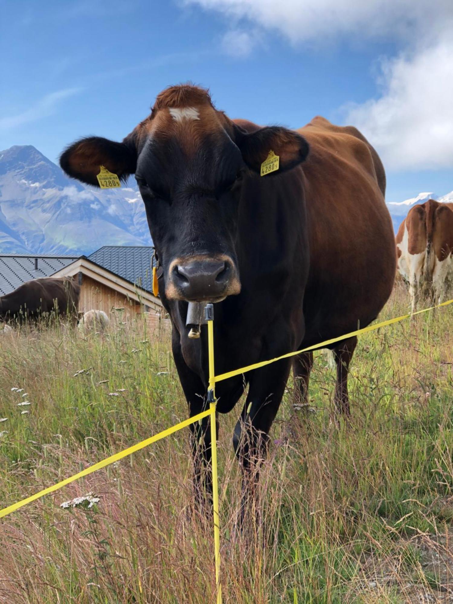 Ferienwohnung Nido Alpino Fiescheralp Exterior foto